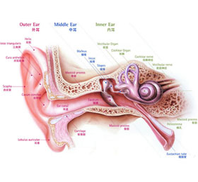耳鸣是怎么回事？